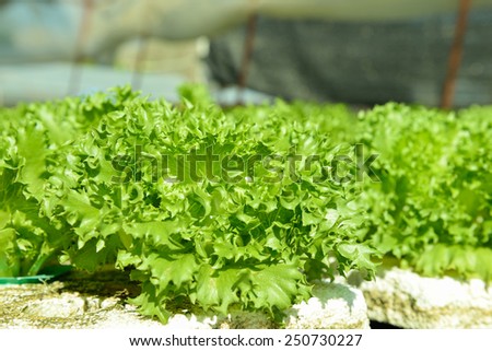 Cultivation hydroponic green vegetable in farm plant market ,Red oak, green oak, frillice iceberg