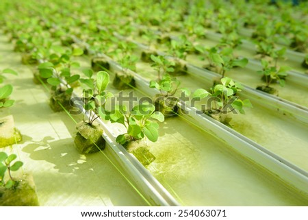 Red oak, green oak, frillice iceberg , cultivation hydroponic green vegetable in farm plant market