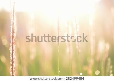 Soft defocused Fresh green grass and grass flower with water drops in fresh morning sun rise