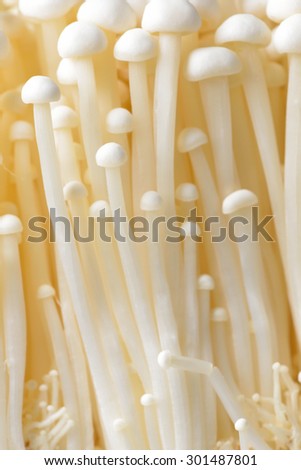 Enoki mushroom, Golden needle mushroom group of golden needle Mushroom