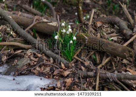 Similar – Image, Stock Photo Spring awakening