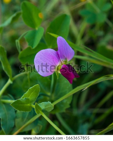 Wild pea. Flower and leaves - Pisum sativum L./Lathyrus oleraceus L. Zdjęcia stock © 