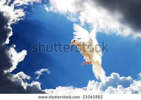 flying white dove on blue sky background