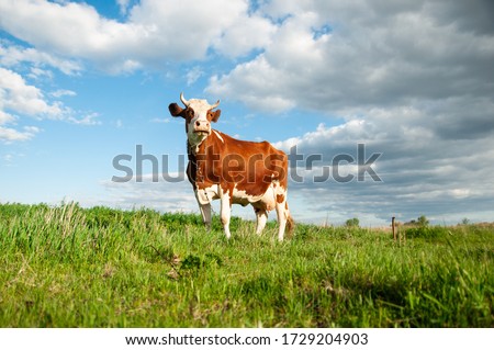 Cow on a green meadow with blue clouds. Pasture for cattle. Cow in the countryside outdoors. Cows graze on a green summer meadow in Ukraine. Rural landscapes with cows on summer pasture