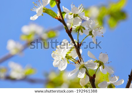 White fruit tree blossoms over blue sky