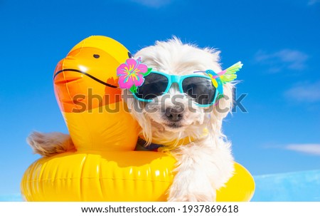 happy dog with sunglasses and floating ring