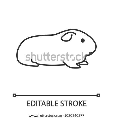 Cavy linear icon. Thin line illustration. Domestic guinea pig. Contour symbol. Vector isolated outline drawing. Editable stroke