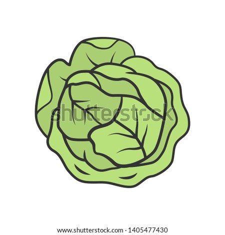 Cabbage color icon. Agriculture plant. Salad ingredient. Greenery. Vitamin. Nutrition. Organic food. Healthy food. Vegetarian and vegan diet. Vegetable farm. Isolated vector illustration