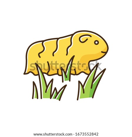 Guinea pig yellow RGB color icon. Shaggy rodent in grass. Pocket pet. Adorable domestic cavy in fresh air. Cute little cavia. Local Peruvian wildlife. Isolated vector illustration