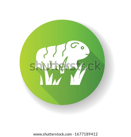 Guinea pig green flat design long shadow glyph icon. Shaggy rodent in grass. Pocket pet. Domestic cavy in fresh air. Cute little cavia. Local Peruvian wildlife. Silhouette RGB color illustration