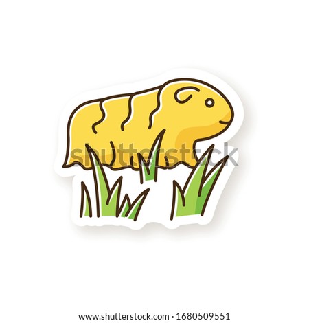 Guinea pig patch. Shaggy rodent in grass. Pocket pet. Adorable domestic cavy in fresh air. Cute little cavia. Local Peruvian wildlife. RGB color printable sticker. Vector isolated illustration