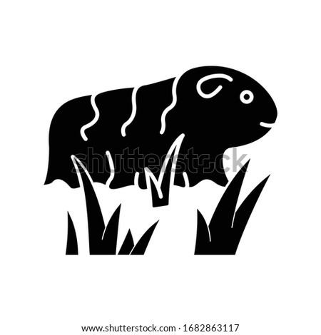 Guinea pig black glyph icon. Shaggy rodent in grass. Pocket pet. Adorable domestic cavy. Cute little cavia. Local Peruvian wildlife. Silhouette symbol on white space. Vector isolated illustration