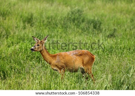 The European roe deer (Capreolus capreolus), also known as the western roe deer, chevreuil or just roe deer, is a Eurasian species of deer.