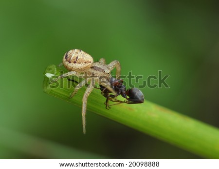 Spider caught the ant.