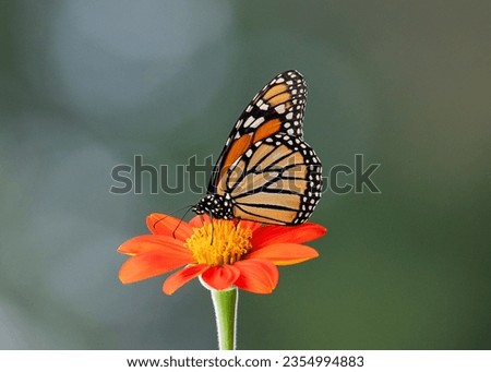 Similar – Foto Bild Ein Schmetterling sitzt auf einer Hand