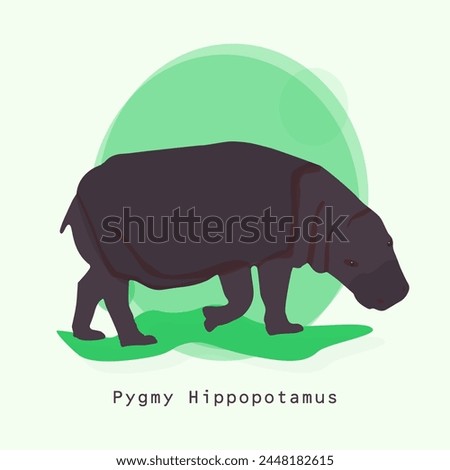 Pygmy hippopotamus vector, illustration. African wild animal. Small hippopotamoid in full growth and profile head, color design. Nocturnal pygmy hippo. Hippopotamus animal of Africa and Asia. Mammals.