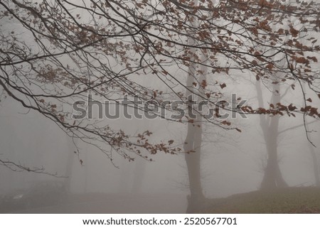 Similar – Image, Stock Photo melancholy Foggy landscape