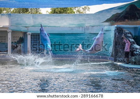 Thailand, June 21 2015, dolphin jumping above pool between show in water park in Chantaburi town, Thailand.