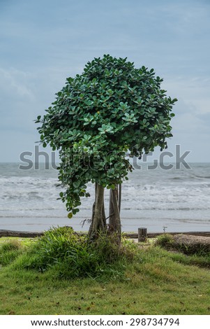 stand alone tree on beach