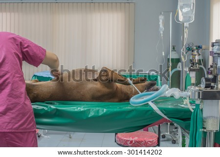 Thailand June 8 2015,Volunteer veterinarian from Pennsylvania state university between animals surgery in operation room in Tha-Chang sub district,Chantaburi town, Thailand
