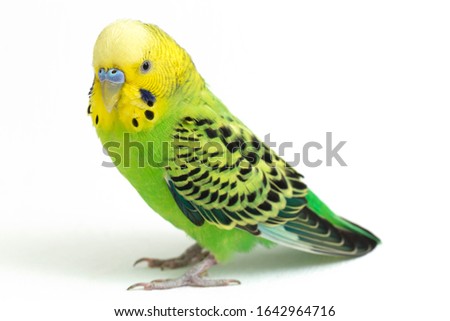 Similar – Image, Stock Photo Close-up of a parakeet inside the cage