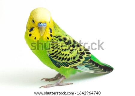 Similar – Image, Stock Photo Close-up of a parakeet inside the cage