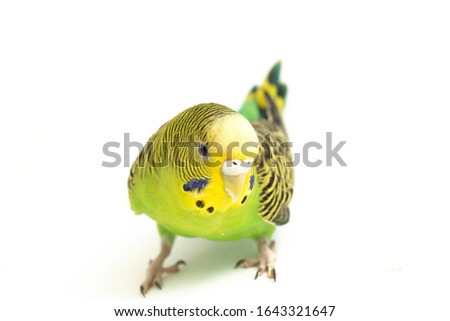 Similar – Image, Stock Photo Close-up of a parakeet inside the cage