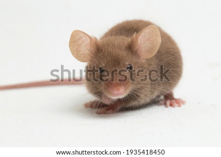 Similar – Image, Stock Photo dead mouse Animal Mouse