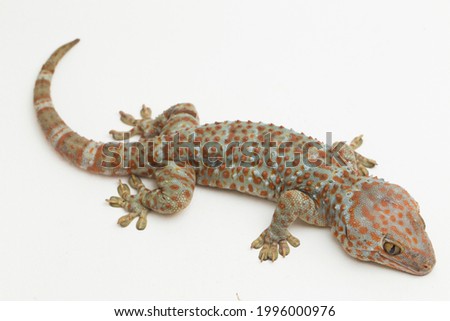 Tokay Gecko (Gekko gecko) isolated on white background.
 Stock fotó © 