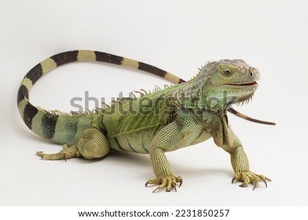 Image, Stock Photo Endangered Green Iguana in Tree, Guadeloupe, Caribbean