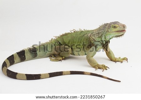 Similar – Image, Stock Photo Endangered Green Iguana in Tree, Guadeloupe, Caribbean