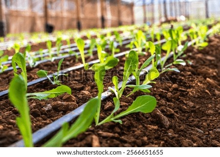 Similar – Image, Stock Photo Irrigation for lettuce cultivation