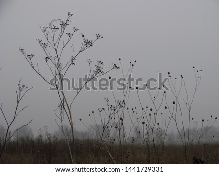 Similar – Image, Stock Photo dry plant and sunset in the nature in autumn season, autumn colors