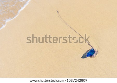 Dead Portuguese man o' war jellyfish (Physalia physalis) washed up lying on a sandy shore beach. Bluebottle on the sand in Playas del Este, Cuba Foto stock © 