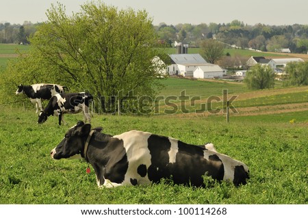 dairy cows in a Lancaster Pennsylvania farm