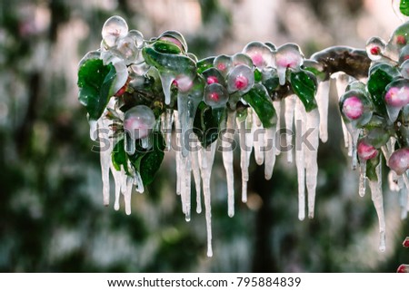 Similar – Foto Bild Eiszapfen am Apfelbaum