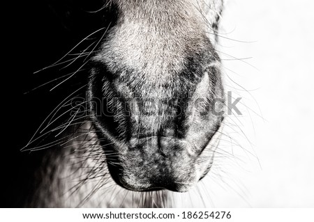 Nose of a single horse in a very graphic and simple close up in an black and white image