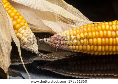 Still life of ripe corn cobs freshly harvest in autumn. Modern and uncluttered composition in studio on black background with reflections.
