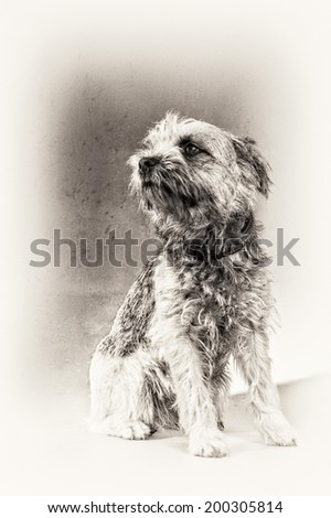 Sitting portrait full length of Border Terrier dog in black and white. This hairy dog is posing on profile making a face.