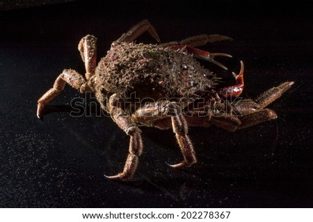 Armored car in action. Luxury view of an orange European spider crab (Maja Squinado) on wet black background. Minimalist still life