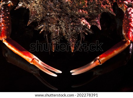 Welcome with open claws. Closeup of an orange European spider crab (Maja Squinado) on black background. Top view