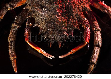Be careful. Closeup of an orange European spider crab (Maja Squinado) on black background with open claws
