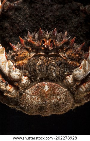 Below view of spider crab head with sigmoid notch open. Spines details of shell with macro lens. European spider crab (Maja Squinado) in studio. Spiny and hairy aquatic animal