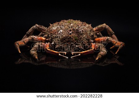 A front view of an appetizing orange European spider crab (Maja Squinado) with open claws. Luxury shooting studio on black background with reflections and copy space.
