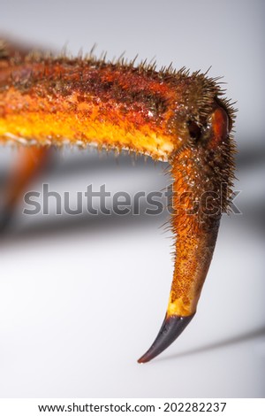 Hairy leg close up of European spider crab (Maja Squinado) in studio with macro lens