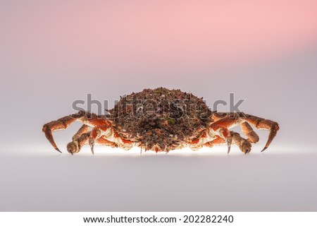Front view of sophisticated and appetizing European spider crab (Maja Squinado). Shooting on white background in studio with mixed light.