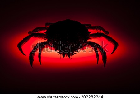 Scary silhouette. Red backlit effect on shadow figure of European spider crab (Maja Squinado) in studio. Hot plate. Spider crab cooking