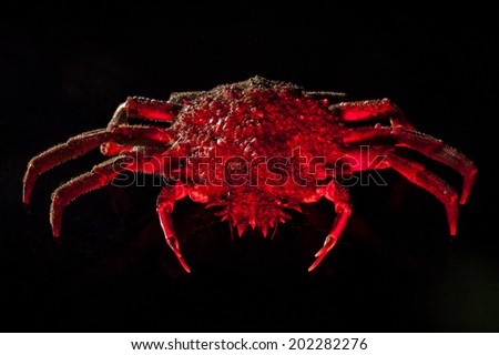 High angle view of European spider crab (Maja Squinado) full length. Shooting on black background in studio with hot mixed lighting.