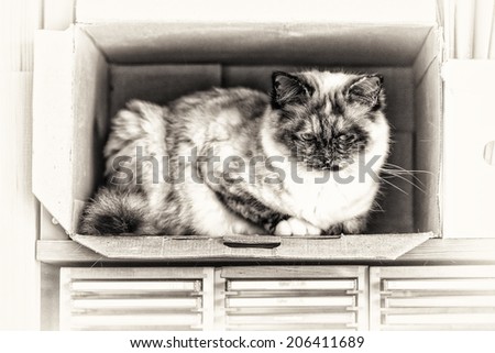 A seal tortie point Birman female cat perched inside a box. Black and white fine art portrait of purebred cat. Thirteen months old