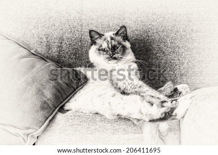 Looking at camera a seal tortie point Birman female cat stretched out on sofa. Black and white fine art portrait of purebred cat. One year old.